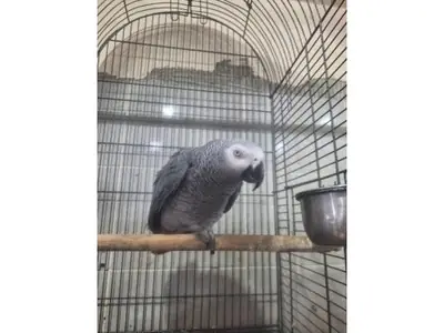 Ev ortamına alışık konuşkan Jako papağanı sahiplendirilecektir