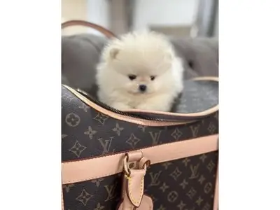 Beyaz renkli sağlıklı Pomeranian yavrusu yeni sahibini arıyor