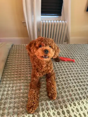 Kahverengi Poodle kendisine vakit ayırabilecek bir aile arıyor