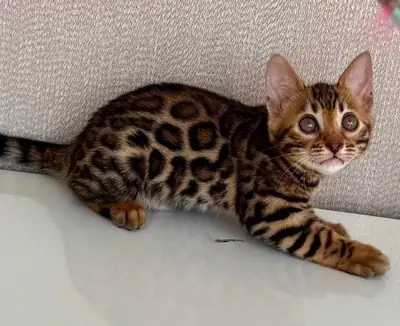 çarpıcı Bengal yavru kedileri