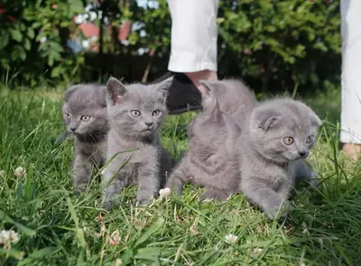 stunning British Shorthair kittens