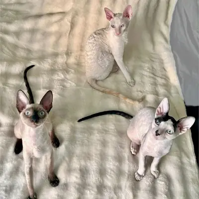 Quatre magnifiques chatons Cornish Rex