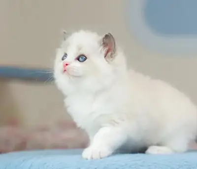 gorgeous Siamese kittens
