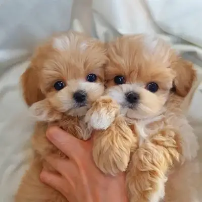 ADORABLES, SALUDABLES, MALTIPOOS F1