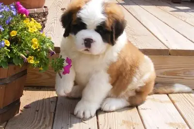 Chiens et chiots Saint Bernard.