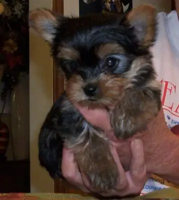 READY TO GO TO THE NEW HOME BIEWER YORKSHIRE TERRIER