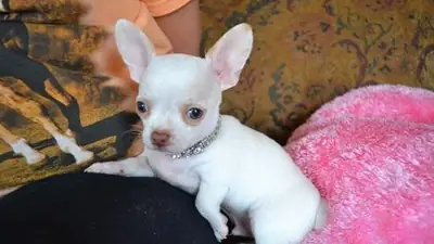 KC吉娃娃幼犬现已准备好。