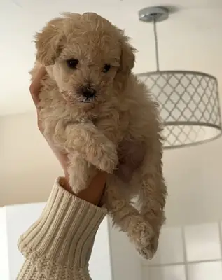 美丽的玩具贵宾犬小狗！
