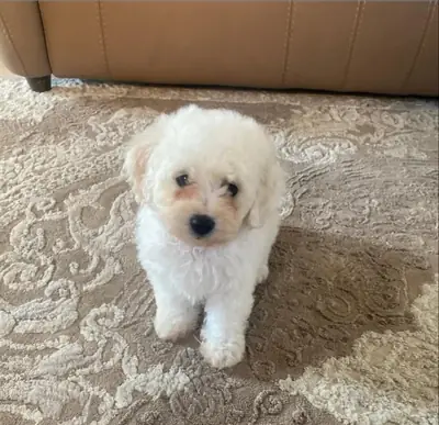 比雄犬