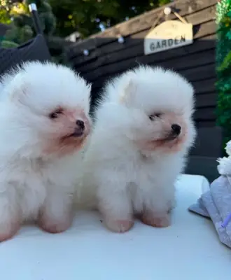 博美犬