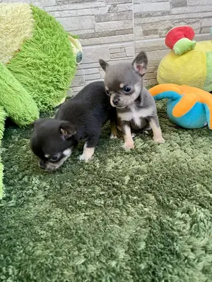 Cachorro de chihuahua sano busca una familia cariñosa 🐕 | WhatsApp: +34 632 000 221