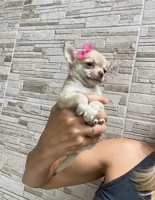 Cachorrito chihuahua diminuto listo para robarte el corazón ❤️ | WhatsApp: +34 632 000 221