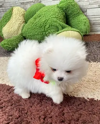 Cachorrito Pomerania adorable busca un hogar definitivo 🐾 | WhatsApp: +34 632 000 221