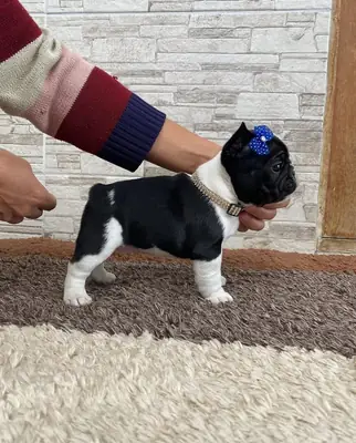 Cachorro de bulldog francés sano busca un hogar cariñoso 🐾 | WhatsApp: +34 632 000 221