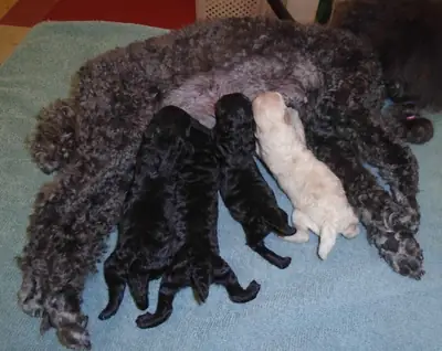 🐩 Adorable Poodle Puppies – 2 Males & 2 Females Available |