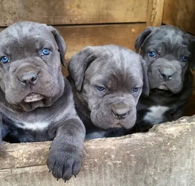 Healthy corso puppy