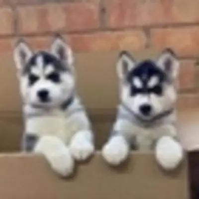 Cachorros de Husky en venta ahora.