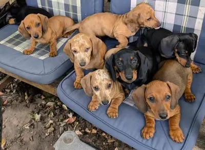 Gorgeous Dachshund Puppies for sale