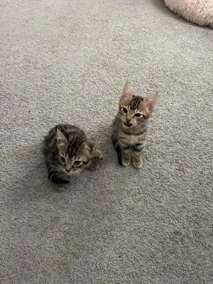 Bengal kedileri