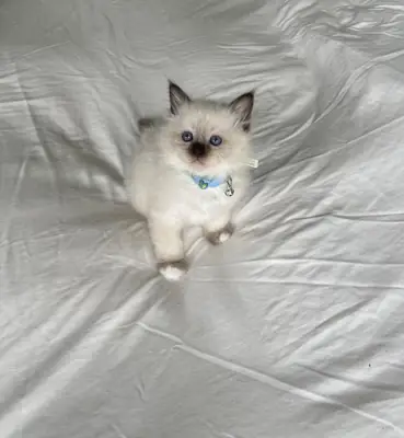 Gatitos Birman