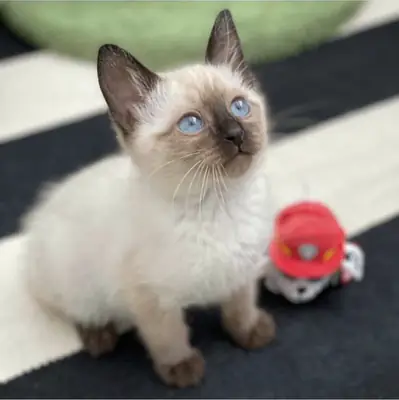 Gatitos balineses