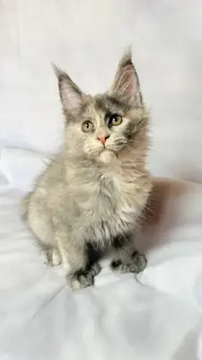 缅因猫小猫