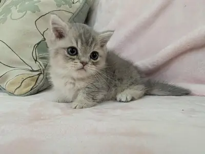 Gatitos Munchkin