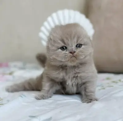 Gatitos Scottish Fold