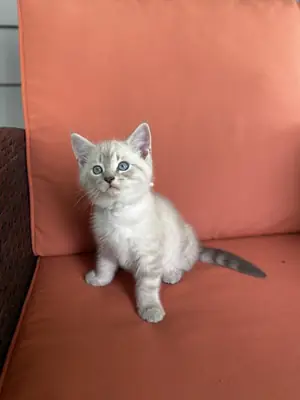 Сибирские котята