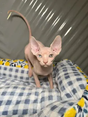 Gatitos Sphynx
