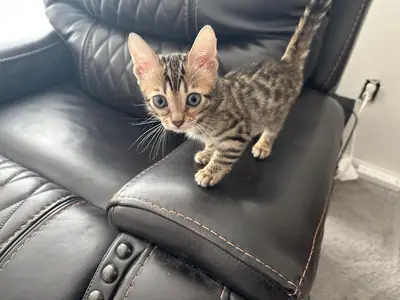 Gatitos Bengalíes