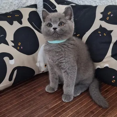 British Shorthair kittens