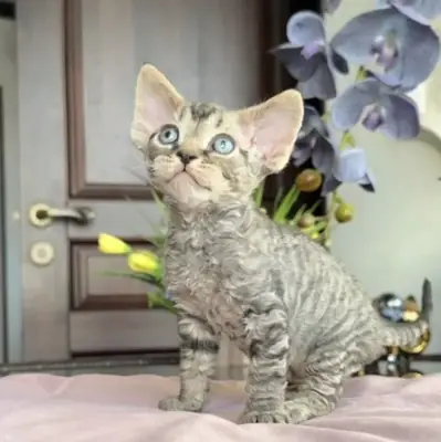 Gatitos Devon Rex