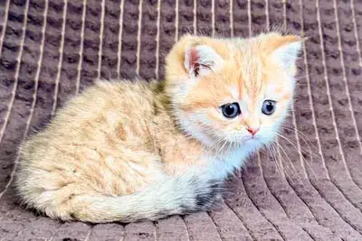Gatitos Munchkin