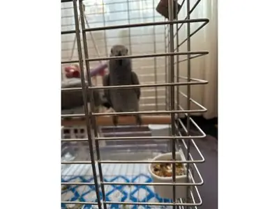 İnsanlarla konuşmaya alışkın Jako papağanı sahiplendirilecektir