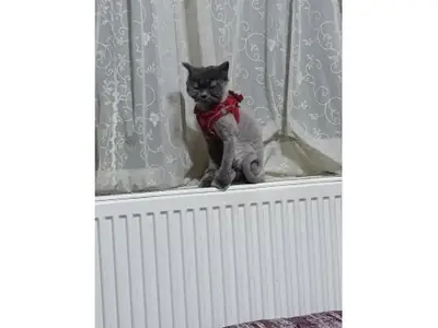Sessiz ve uyumlu British Shorthair kedimiz yeni yuvasını arıyor