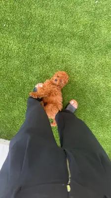 Akıllı ve meraklı kahverengi Poodle sahiplendirilecektir