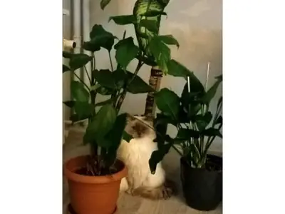 İnsanlara çok düşkün Ragdoll kedimiz sahiplendirilecektir