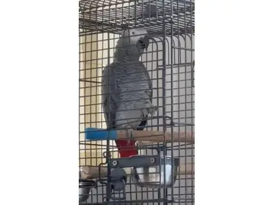 African Grey Parrot used to daily conversations looking for a new home