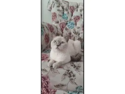 Calm British Shorthair cat that enjoys quiet evenings looking for a family