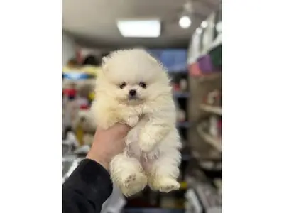 Fluffy white Pomeranian puppy raised inside a family home