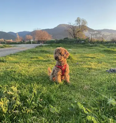 Friendly brown Poodle that loves outdoor walks needs a new family