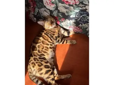 Energetic Bengal cat that enjoys exploring every corner of the house