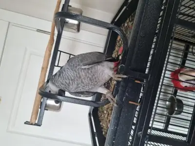 Африканский серый попугай, выросший в семейной атмосфере и любящий беседы, ищет новый дом.