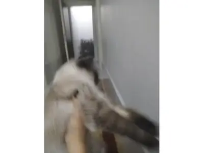 Talkative Siamese cat that loves evening companionship