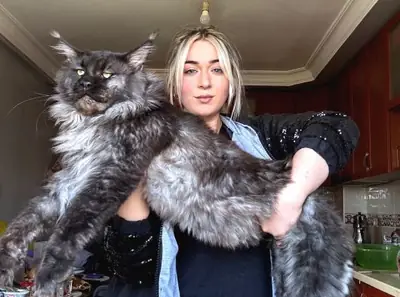Large but gentle Maine Coon cat accustomed to family life