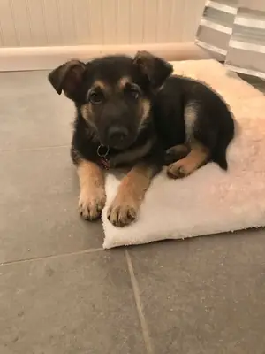 德国牧羊犬小狗