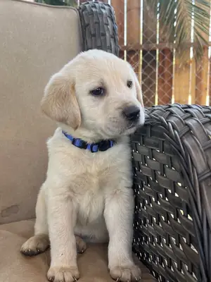 Adorable cachorro Labrador Retriever