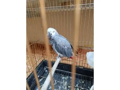 Perroquet gris du Gabon très curieux cherche une nouvelle maison