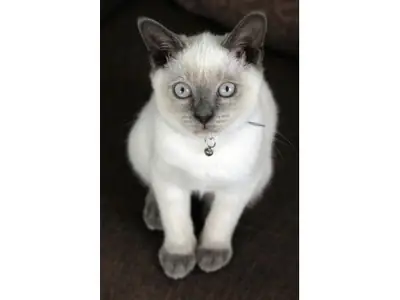 Chat British Shorthair très calme habitué à la vie en appartement